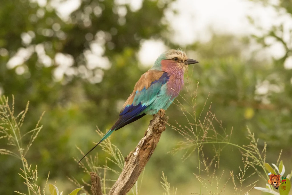 Ultimate Kenya Birdwatching Safari Guide: 300+ Species & Best Locations 2026 6 Lilac-breasted Roller perched on a branch during a Kenya birdwatching safari tour