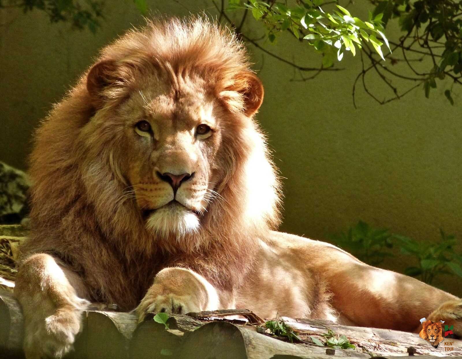 Direct Flights from New York to Kenya Safari: Ultimate 2026 Guide 3 A lion relaxing on a shade.